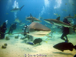 Shark Dive by Dave Difiore 